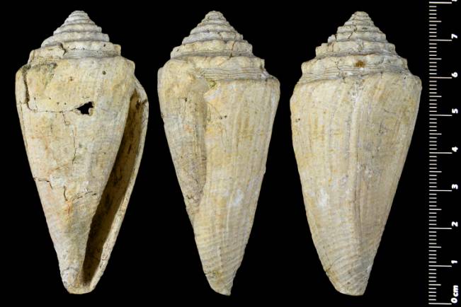 Risultati immagini per conus calvimontensis