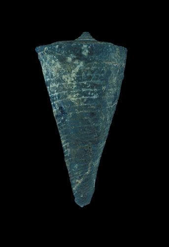 Conus cingulatus  Schlotheim, 1820 Primary Type Image