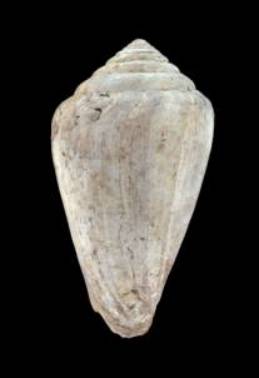 Conus clavatus  Lamarck, 1810 Primary Type Image