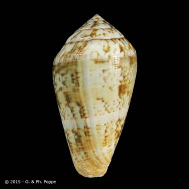 Lautoconus guanche TENERIFE