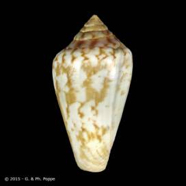 Lautoconus guanche LANZAROTE