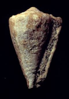 Conus imperialis  Bellardi & Michelotti, 1841 Primary Type Image