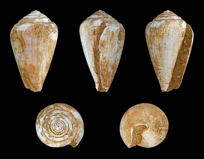 File:Chelyconus globoponderosus 01.jpg