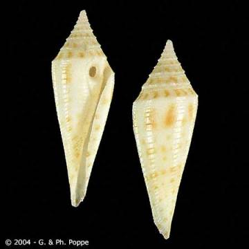 Conus mazei