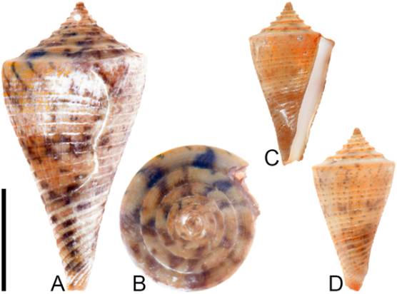 Fig 5.  Conasprella stenostoma Sowerby I, 1850.