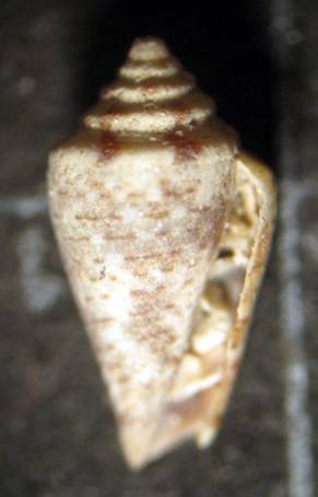 Giglio 13m (Conus 25-2299)