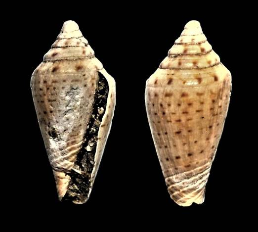 Nessuna descrizione della foto disponibile.