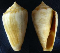 L'immagine pu contenere: cibo