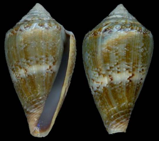 Risultati immagini per conus infinitus