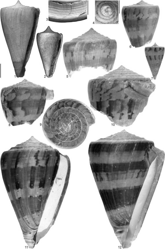 Risultati immagini per "conus taphrus"