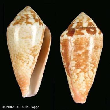Lautoconus vayssieri