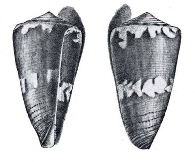 Conus pulchellus  Swainson, 1822 Representation of Holotype Image