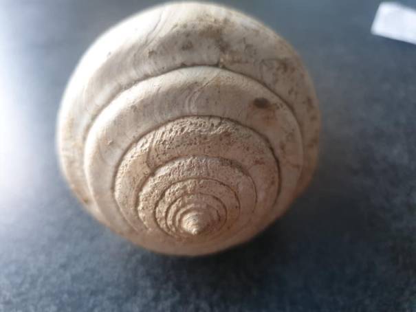 Potrebbe essere un primo piano