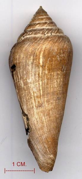 Fossil--Conus puschi (Mioceno)