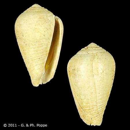 Conus species FOSSIL