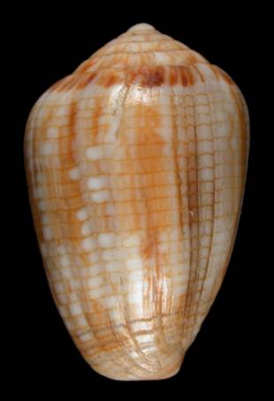 Conus melvilli  Sowerby iii, 1878 Primary Type Image