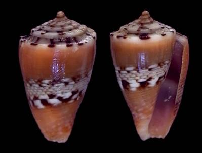 Conus boschorum