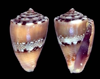 Conus boschorum