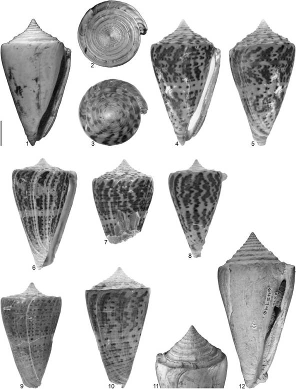 Risultati immagini per "conus taphrus"