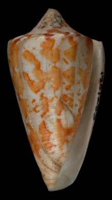Conus archon  Broderip & Sowerby, 1833 Syntype Image