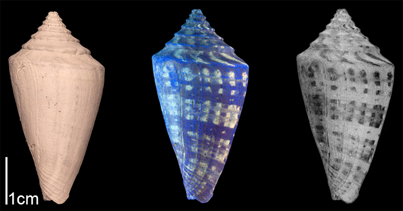 <i>Conus adversarius</i> from the Late Pliocene Tamiami Fm. (Pinecrest Beds) of Sarasota County, Florida (SJSU Collection). Image on left photographed under regular light; middle image photographed under ultraviolet light, revealing preserved coloration patterns (bright fluorescing regions); right image is inverse version of middle image, revealing what shell coloration pattern would have looked like in life.