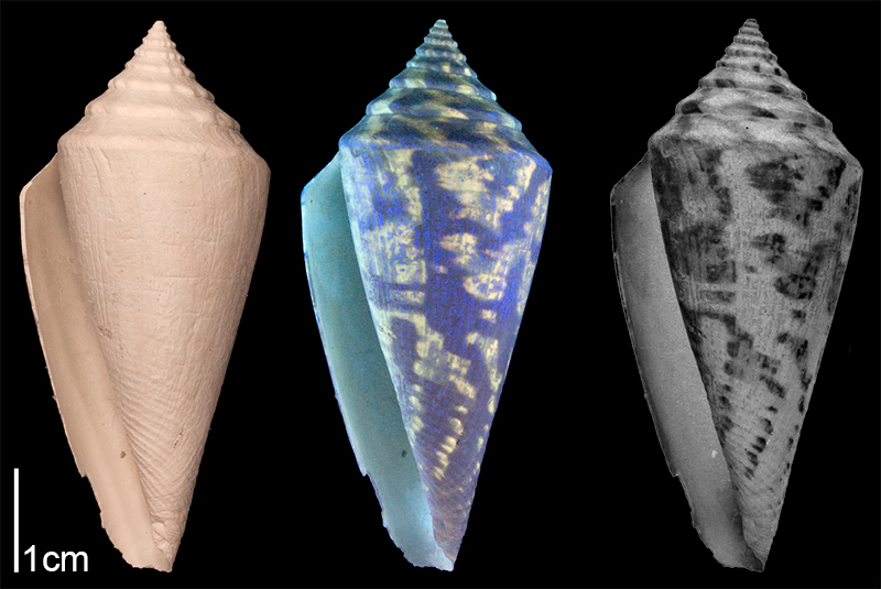 <i>Conus adversarius</i> from the Late Pliocene Tamiami Fm. (Pinecrest Beds) of Sarasota County, Florida (SJSU Collection). Image on left photographed under regular light; middle image photographed under ultraviolet light, revealing preserved coloration patterns (bright fluorescing regions); right image is inverse version of middle image, revealing what shell coloration pattern would have looked like in life.