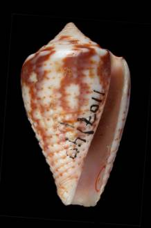 Conus puncticulatus  Hwass in Bruguire, 1792 Primary Type Image