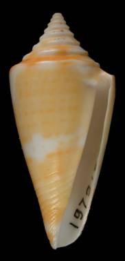 Conus anabathrum  Crosse, 1865 Primary Type Image