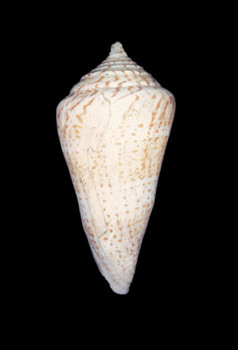 Conus sozoni  Bartsch, 1939 Primary Type Image